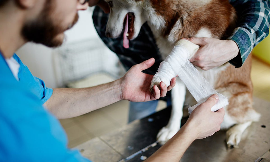 How to Use Collagen Products for Animal Wound Care